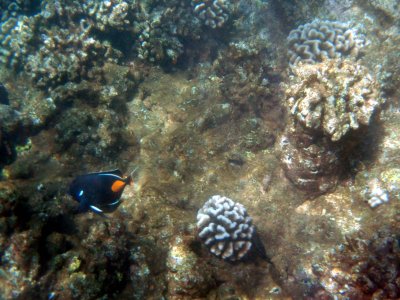 61 Butterflyfish.jpg