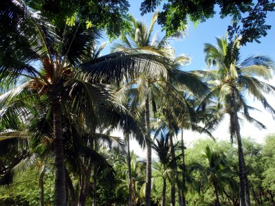 85 Hulopo'e Beach Park 02.jpg