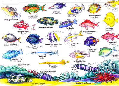 97 Hawaii reef fish.jpg