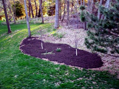 15 Daffodils and new trees 01.JPG