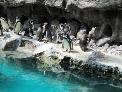 06 Penguins.jpg