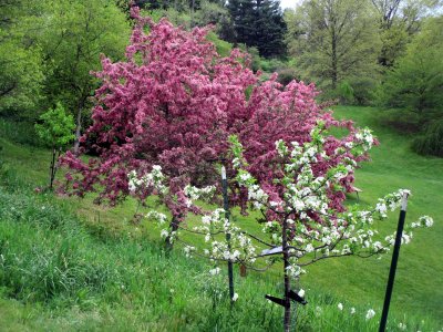 11 Lilac Festival, 14 May