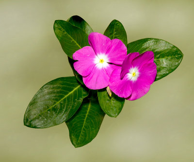 Annual Vinca