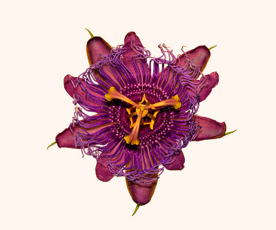 Passion Flower