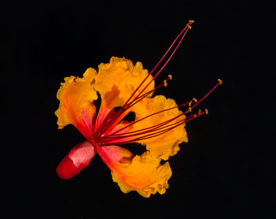 Mexican Bird-of-paradise