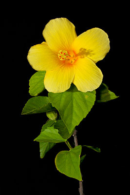 Hibiscus