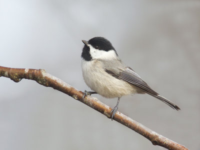 Carolina Chickadee