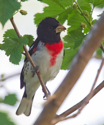 Rose-breasted Grosbeak