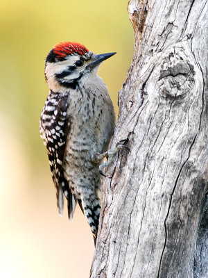 Ladder-backed Woodpecker