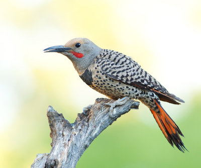 Northern Flicker