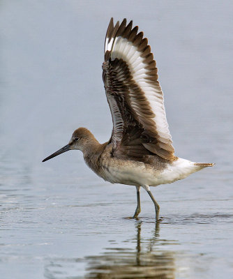 Willet