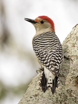 Red-bellied Woodpecker