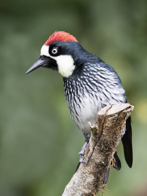 Acorn Woodpecker