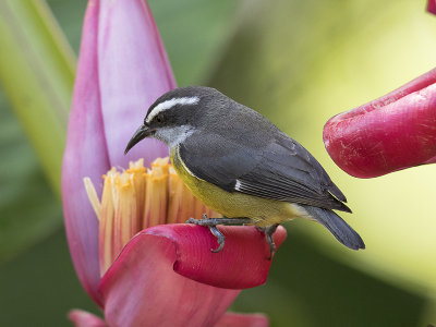 Bananaquit