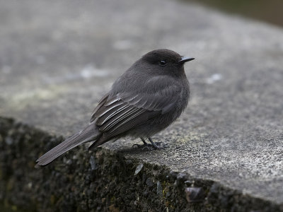 Black Phoebe