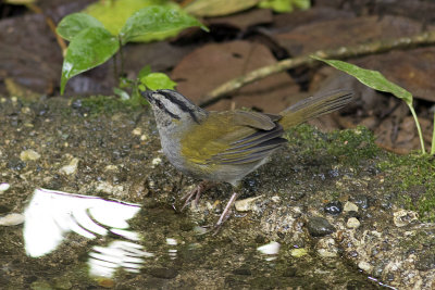 Black-striped Sparrow