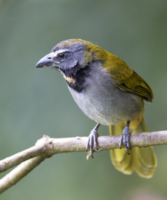 Buff-throated Saltator