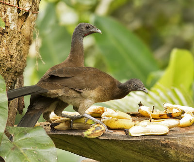 Gray-headed Chachalaca