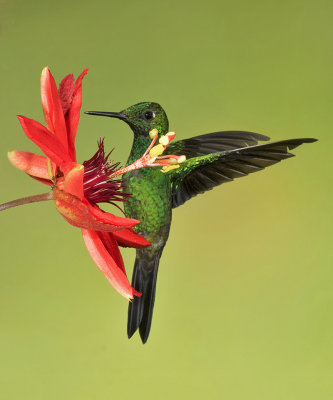 Green-crowned Brilliant