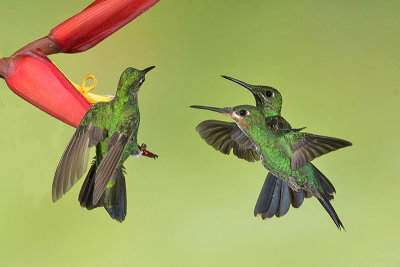 Green-crowned Brilliant