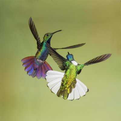 Green-breasted Mango and White-necked Jacobin