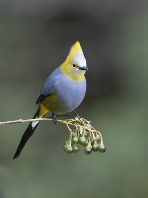 Long-tailed Silky-flycatcher