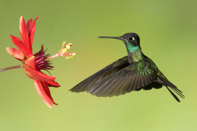 Magnifiicent Hummingbird