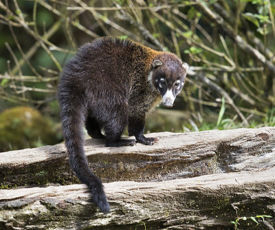 White-nosed Coati