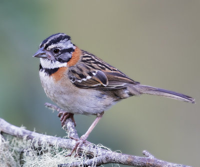 Rufous-collared Sparrow