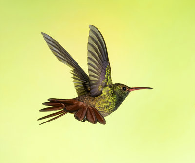 Rufous-tailed Hummingbird