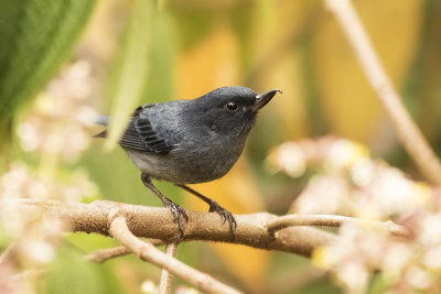 Slaty Flowerpiercer