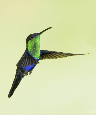 Violet-crowned Woodnymph