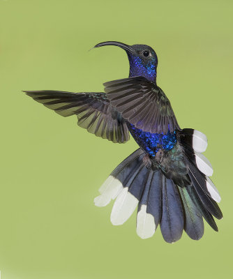 Violet Sabrewing