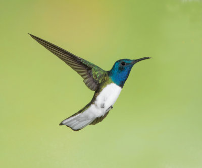 White-necked Jacobin