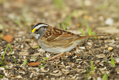 White-throated Sparrow