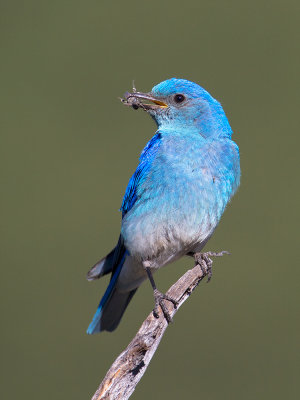 Bluebirds, Thrushes, Thrashers, etc.