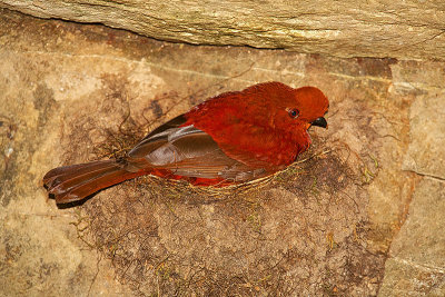 Andean Cock-of-the-rock