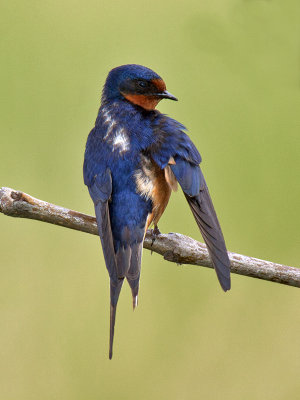 Barn Swallow