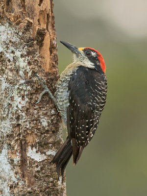 Black-cheeked Woodpecker