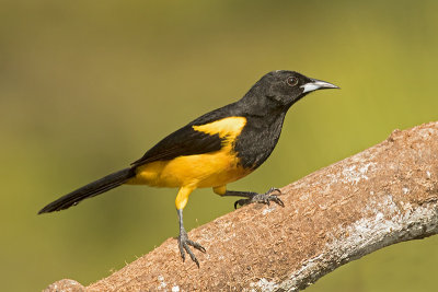 Black-cowled Oriole