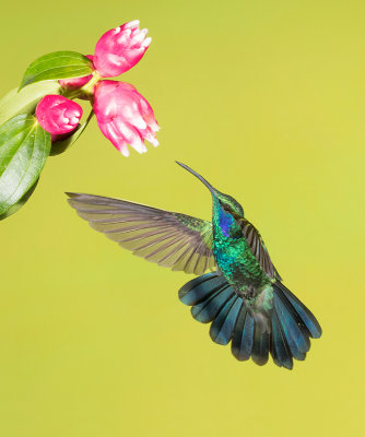 Lesser Violetear