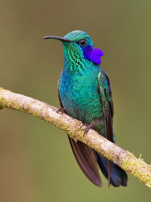 Lesser Violetear