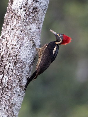 Lineated Woodpecker