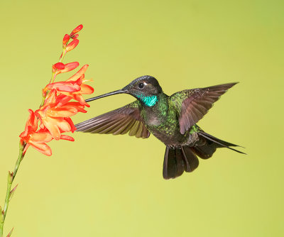 Magnificent Hummingbird