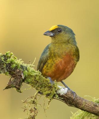 Olive-backed Euphonia