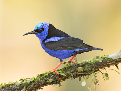 Red-legged Honeycreeper