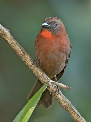 Red-throated Ant-Tanager