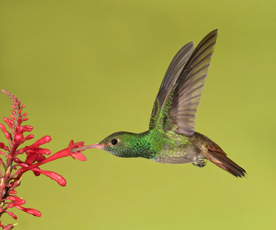 Rufous-tailed Hummingbird