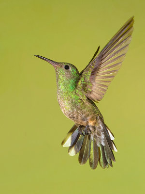 Scaly-breasted Hummingbird