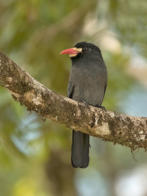 White-fronted Nunbird